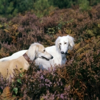 Picture of geldara burydown yanina, geldara amrita, salukis in heather