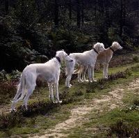 Picture of geldara burydown yanina, geldara amrita, geldara oberon, three salukis in line on a pathway