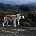 Picture of geldara yanina, geldara amrita, chalkyfield folly,  two salukis watch a norfolk terrier digging