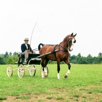 Picture of Gelderland in harness at Bilthoven show, driving 