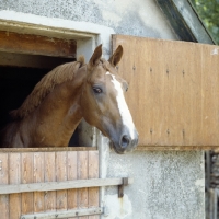 Picture of Gelderland looking out of stable in Holland