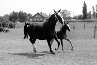Picture of gelderland mare and foal in holland