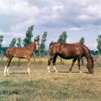 Picture of Gelderland mare, old type, and foal grazing in Holland