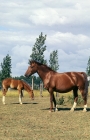 Picture of Gelderland mare, old type, and her foal in field in Holland