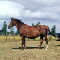 Picture of Gelderland mare old type