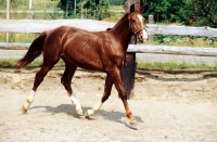 Picture of gelderland mare trotting in paddock