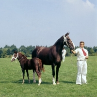 Picture of Gelderland mare with foal at foot with handler at Bilthoven  Holland