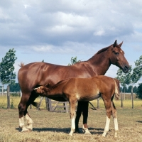 Picture of Gelderland old type with foal suckling