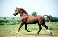 Picture of gelderland running in the Netherlands