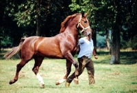 Picture of gelderland stallion running with a man