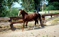 Picture of gelderland trotting in enclosure in holland