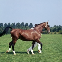 Picture of Gelderland walking at a Bilthoven show with handler