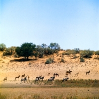 Picture of gemsbok and topi together in the kalahari desert