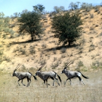 Picture of gemsbok in the kalahari desert running together