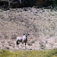 Picture of gemsbok in the kalahari desert 