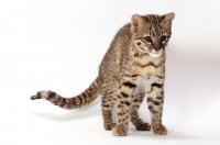 Picture of Geoffroy's cat in studio, Golden Spotted Tabby colour