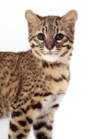 Picture of Geoffroy's cat looking at camera, Golden Spotted Tabby