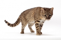 Picture of Geoffroy's cat on white background, Golden Spotted Tabby colour