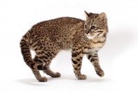 Picture of Geoffroy's cat turning in studio, Golden Spotted Tabby colour