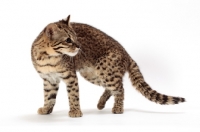 Picture of Geoffroy's cat walking in studio, Golden Spotted Tabby