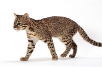 Picture of Geoffroy's cat walking in studio, Golden Spotted Tabby