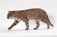 Picture of Geoffroy's cat walking on white background