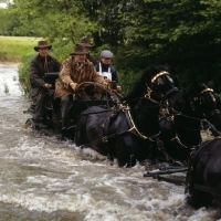 Picture of george bowman driving his team of welsh cobs (section d) in carriage driving championships