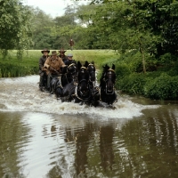 Picture of george bowman driving his team of welsh cobs (sec d) at carriage driving championships, windsor