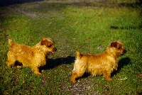 Picture of ger ch allright belle starr and allright chilcotin girl, two norfolk terriers standing on grass 