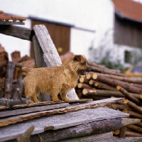 Picture of ger ch allright firecracker,  norfolk terrier standing on wood pile