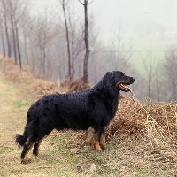 Picture of ger ch asko vom brunnenhof  hovawart standing on high ground looking out