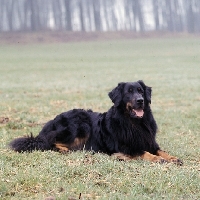 Picture of ger ch asko vom brunnenhof, black and tan hovawart lying in a field