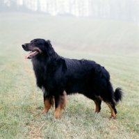 Picture of ger ch asko vom brunnenhof, hovawart standing in a misty field