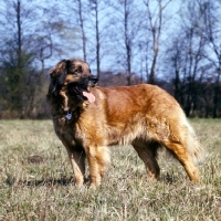 Picture of ger ch elfie von muhlengrund, leonberger standing in field