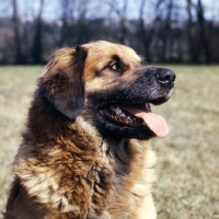 Picture of ger ch elfie von muhlengrund, leonberger head study