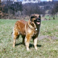 Picture of ger ch elfie von muhlengrund, leonberger,