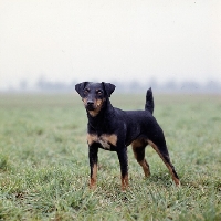 Picture of ger ch ethel vom alderhorst,  german hunt terrier standing in misty field