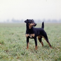 Picture of ger ch ethel vom alderhorst,  german hunt terrier standing in misty filed