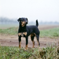 Picture of ger ch ethel vom alderhorst, german hunt terrier 