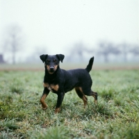 Picture of ger ch ethel vom alderhorst, german hunt terrier side view walking