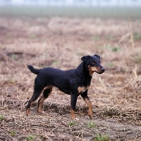 Picture of ger ch ethel vom alderhorst, german hunt terrier walking in a field