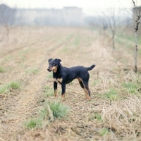 Picture of ger ch ethel vom alderhorst, german hunt terrier in field in germany