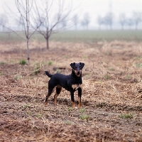 Picture of ger ch ethel vom alderhorst, german hunt terrier in field