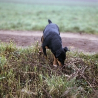 Picture of ger ch ethel vom alderhorst, german hunt terrier 