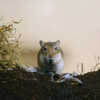 Picture of gerbil, agouti colour,  eating seed, front view facing camera