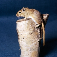 Picture of gerbil, agouti colour, climbing up a log