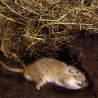 Picture of gerbil, agouti colour, digging in peat