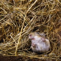 Picture of gerbil, agouti colour, in bedding with paws on glass