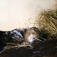 Picture of gerbil, agouti colour, on peat, biting up hay bedding