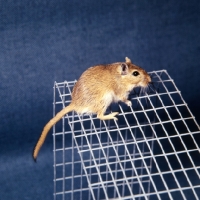 Picture of gerbil, agouti colour, on wire netting